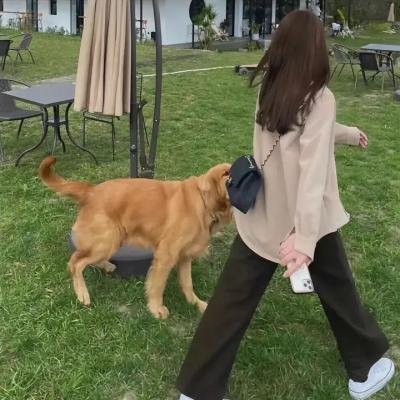 塔兰图拉毒蛛
